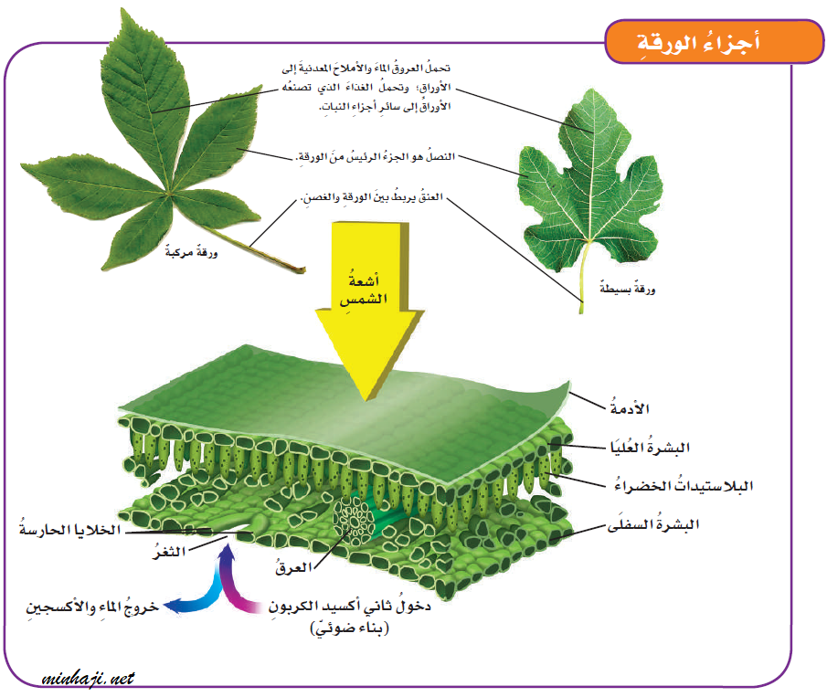 تحدث عملية البناء الضوئي في تراكيب تسمى البلاستيدات الخضراء في الورقة